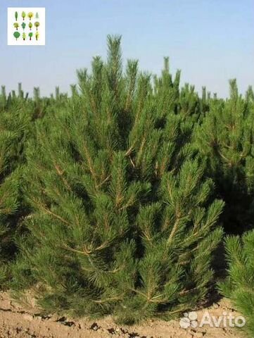 Крупномеры сосны с гарантией