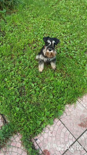 Индивидуальная передержка собак