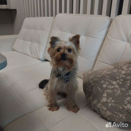 Вязка. йоркширский терьер вязка