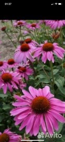 Эхиноцея пурпурная