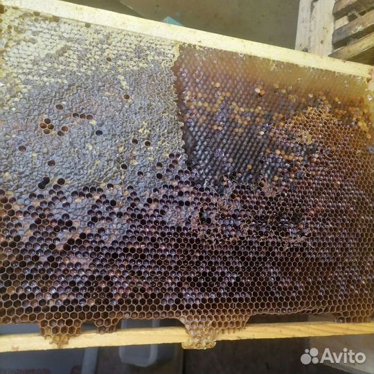 Перга пыльца