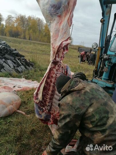 Мясо говядина с деревни