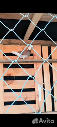 Старобакинские бойные голуби