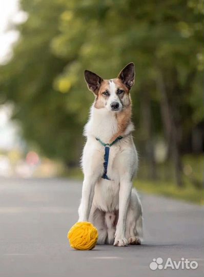 Собака в добрые руки