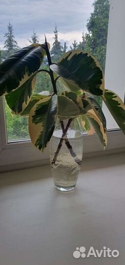 Фикус каучуконосный