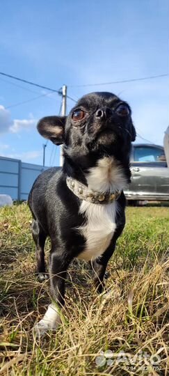 Ищем девочку