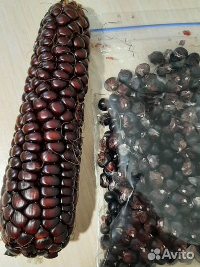 Кукуруза декоративная Пёстрая лента