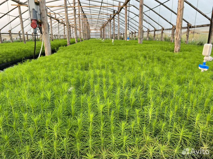 Сеянцы зкс Сосна Ель Лиственница окс Голуб Горн