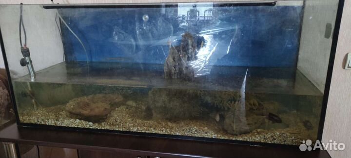 Аквариум с рыбами
