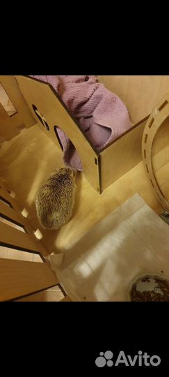 Африканский карликовый еж