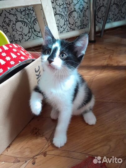 Очаровашка-кошечка в добрые руки