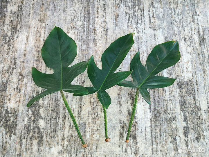 Филодендроны Чешуеносный