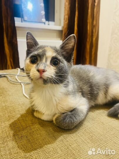 Веселый котенок девочка