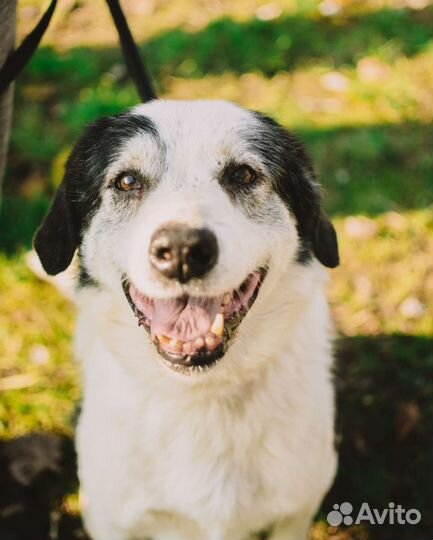 Лапик-Супер-пёс