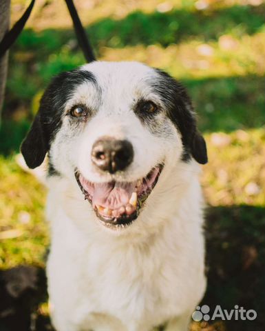 Лапик-Супер-пёс