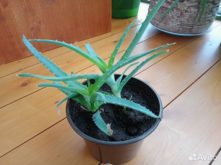Алоэ лечебный в горшочке