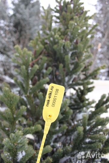 Пихты к Новому году доставка