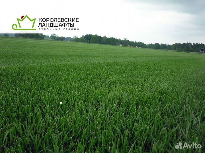 Рулонный газон