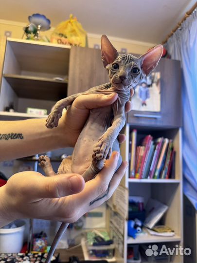 Донской сфинкс котята