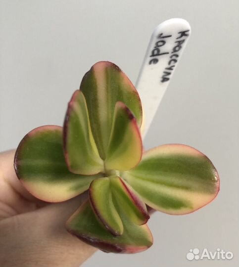 Крассула Рубра, jade, Didier, Фрогги, Гелиос