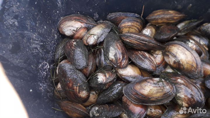 Мидии речные