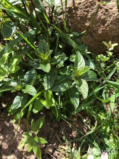 Мята ментоловая