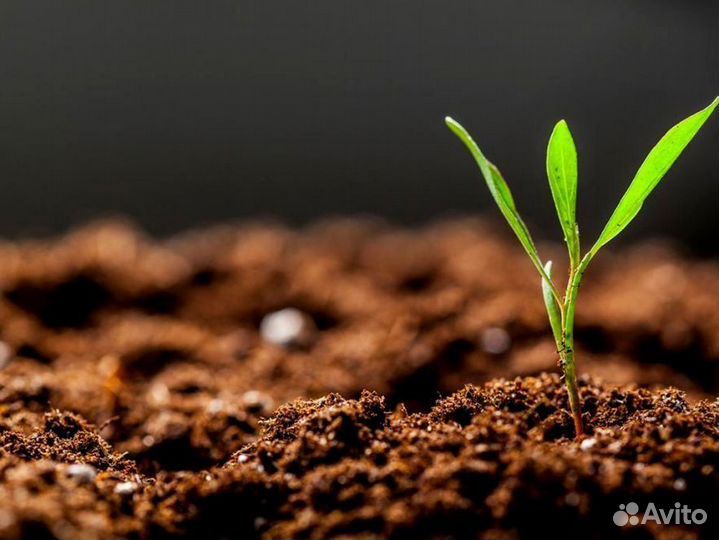 Земля почва