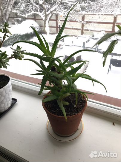 Алоэ столетник лечебный