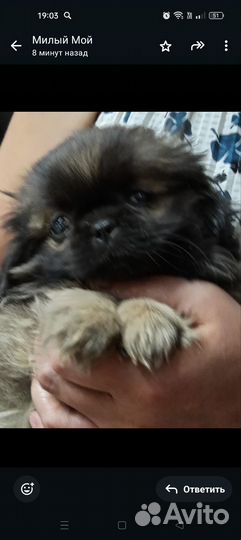 Собаки щенки