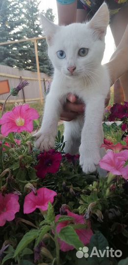 Котята не породистые