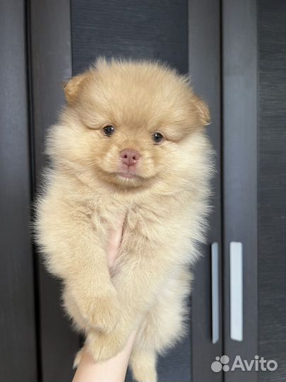 Щенки померанского шпица