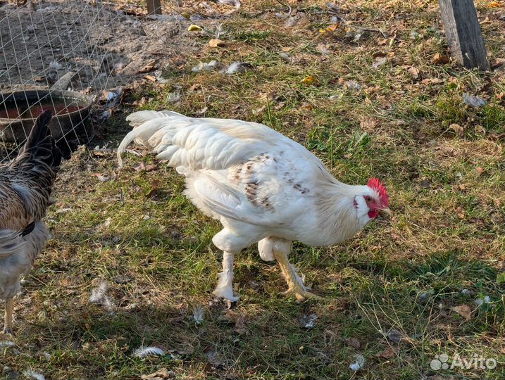 Молодые петухи