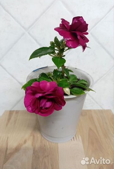 Бальзамины