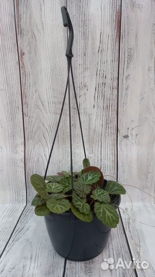 Камнеломка