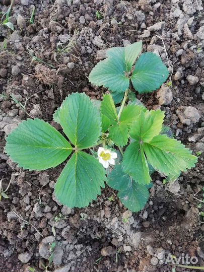 Клубника кусты, усы