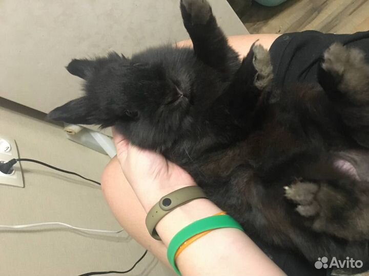 Кролик декоративный в добрые руки, вольер, корм