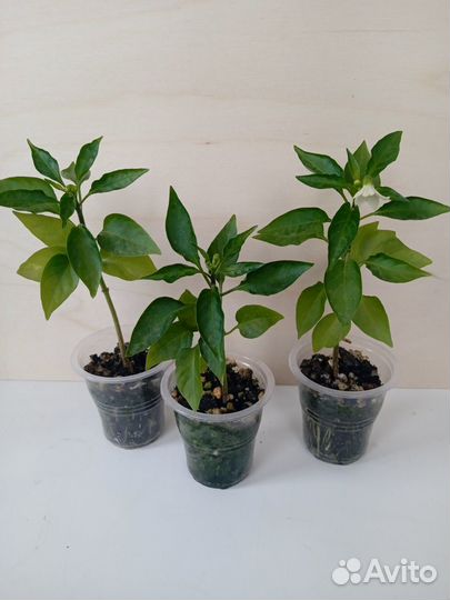 Комнатный острый перчик