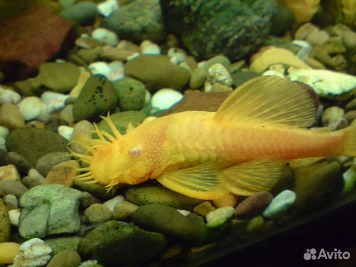 Аквариумные рыбки и улитки