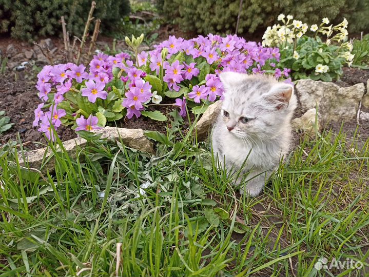 Продаются котята