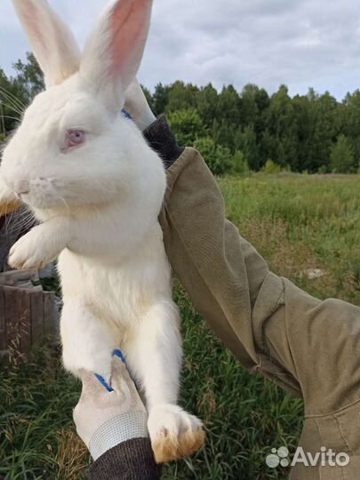 Фермер. Семейная пара фермеров. Выделщик шкур