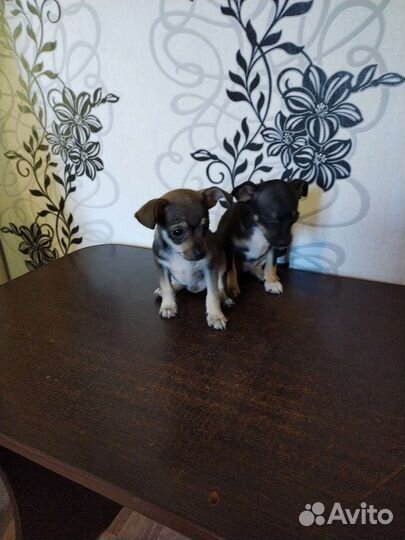 Продам щенка той терьер