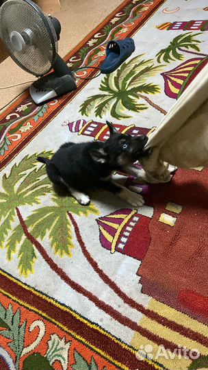 Щенок в самые добрые руки