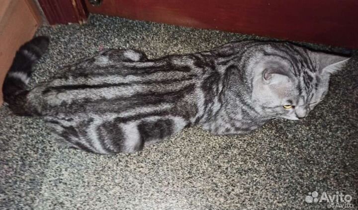 Шотландский кот вязка