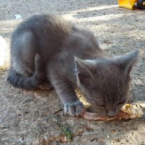 Котята в добрые руки бесплатно