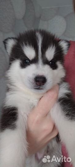 Сибирский хаски