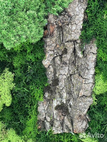 Картина из стабилизированного мха 60х80