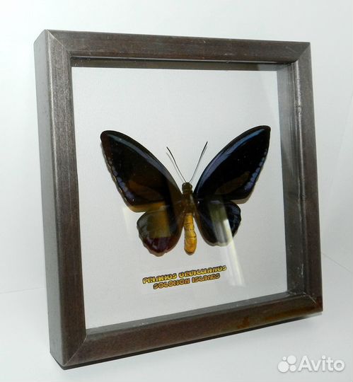Ornithoptera priamus urvillianus (чернильная форма