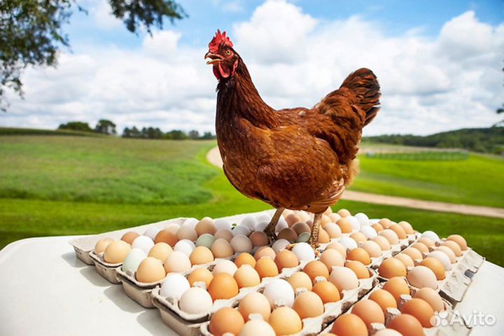 Работа для всех (Вахта)