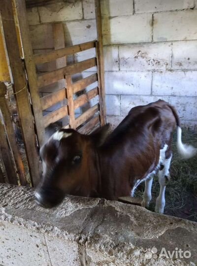 Телочка галштинка