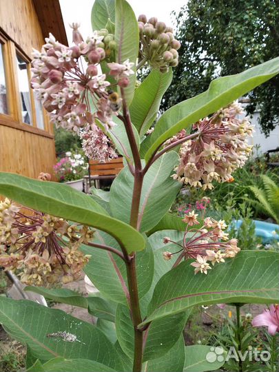 Ваточник сирийский